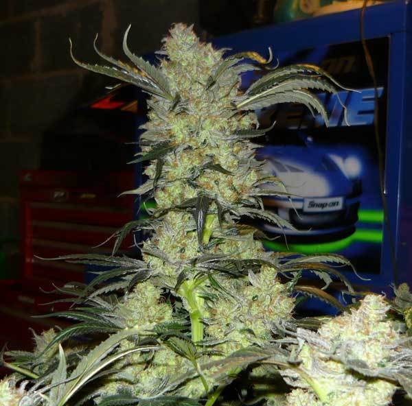 Green House Seeds - King's Kush (fem.)