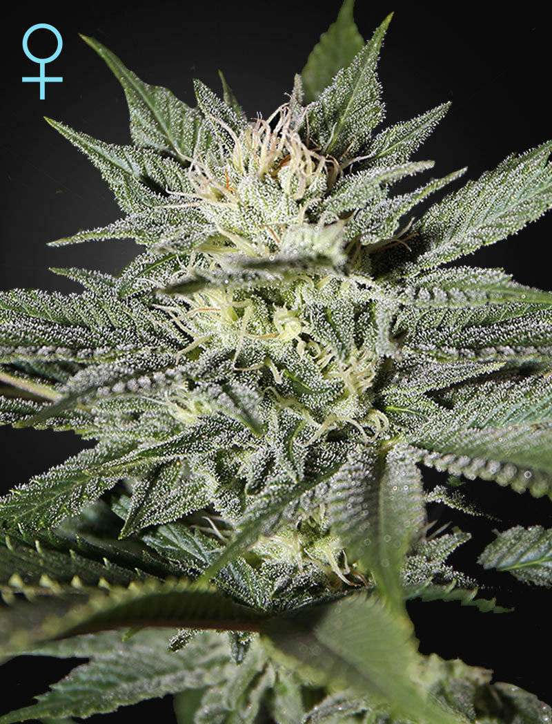 Green House Seeds - King's Kush CBD (fem.)
