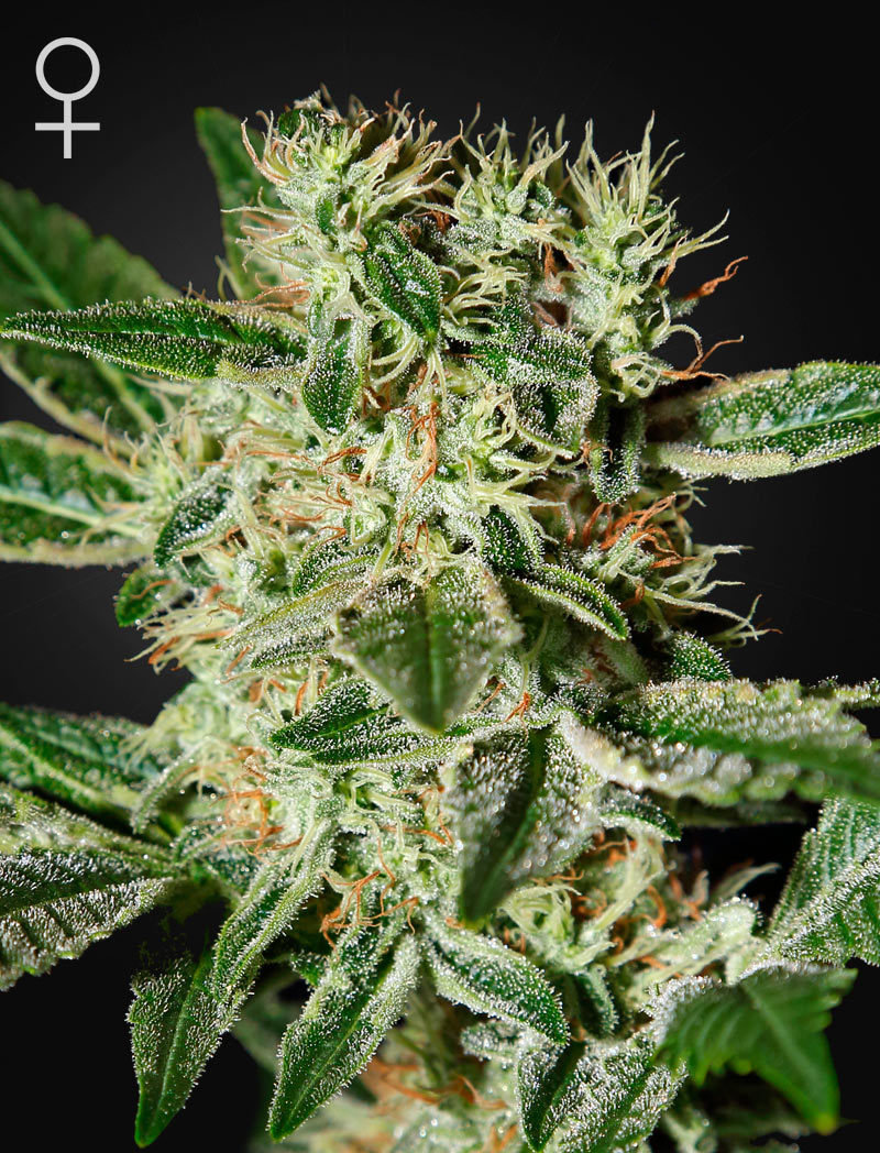 Green House Seeds - Ladyburn 1974 (fem.)