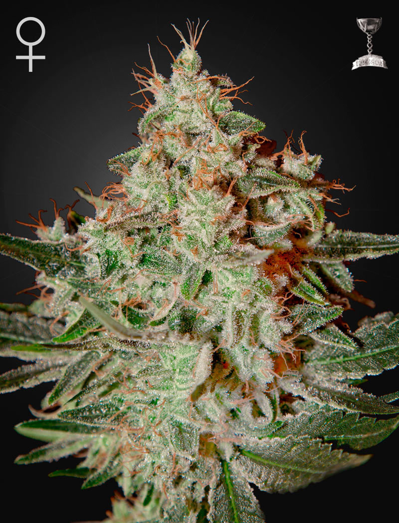 Green House Seeds - Lemon Skunk (fem.)
