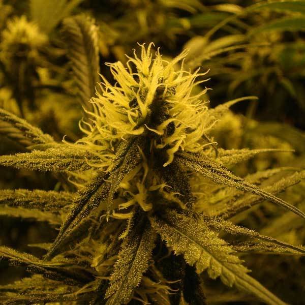 Green House Seeds - Lemon Skunk (fem.)