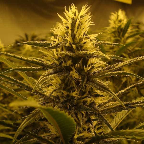 Green House Seeds - Lemon Skunk (fem.)