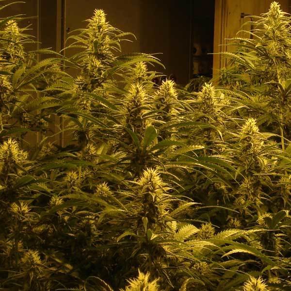 Green House Seeds - Lemon Skunk (fem.)