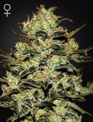 Green House Seeds - Moby Dick (fem.) 03736