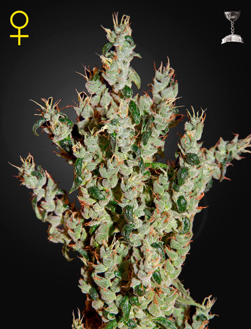High Stone Семена Конопляные Купить