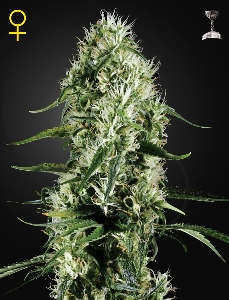 Green House Seeds - Super Silver Haze (fem.)