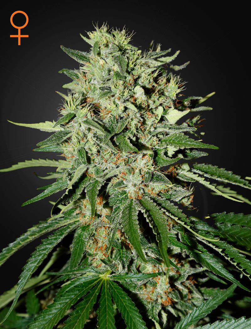 Green House Seeds - The Doctor (fem.)