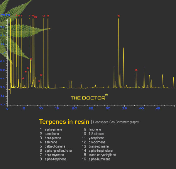 Green House Seeds - The Doctor (fem.)
