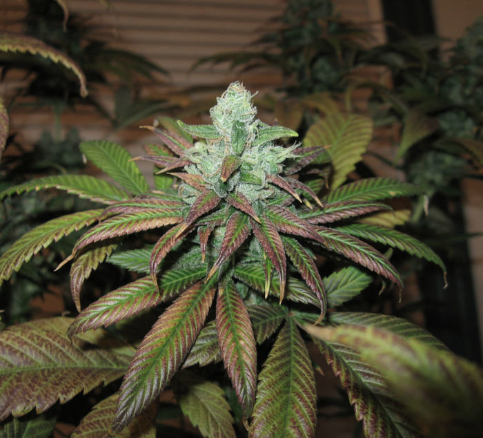 Green House Seeds - TrainWreck (fem.)