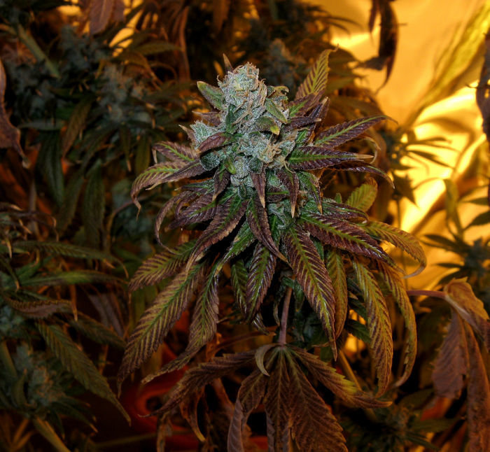 Green House Seeds - TrainWreck (fem.)