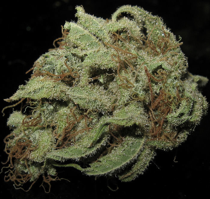 Green House Seeds - TrainWreck (fem.)