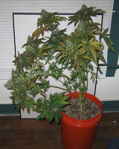 Green House Seeds - TrainWreck (fem.)
