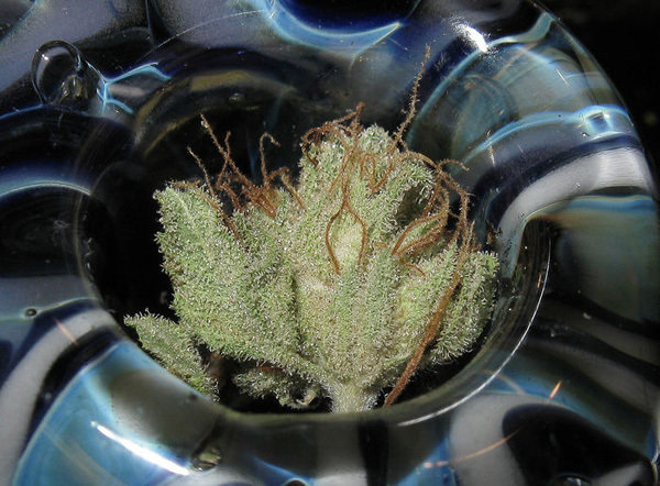 Green House Seeds - TrainWreck (fem.)