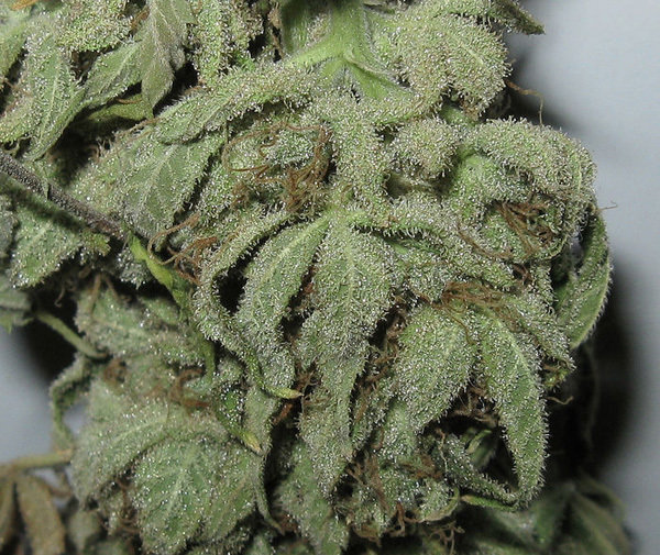 Green House Seeds - TrainWreck (fem.)