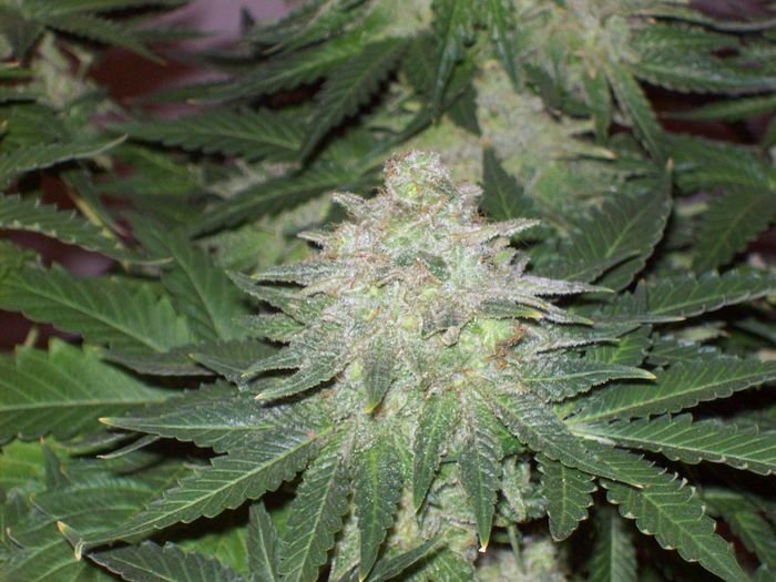 Green House Seeds - White Rhino (fem.)
