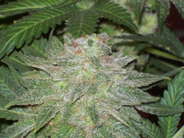Green House Seeds - White Rhino (fem.)