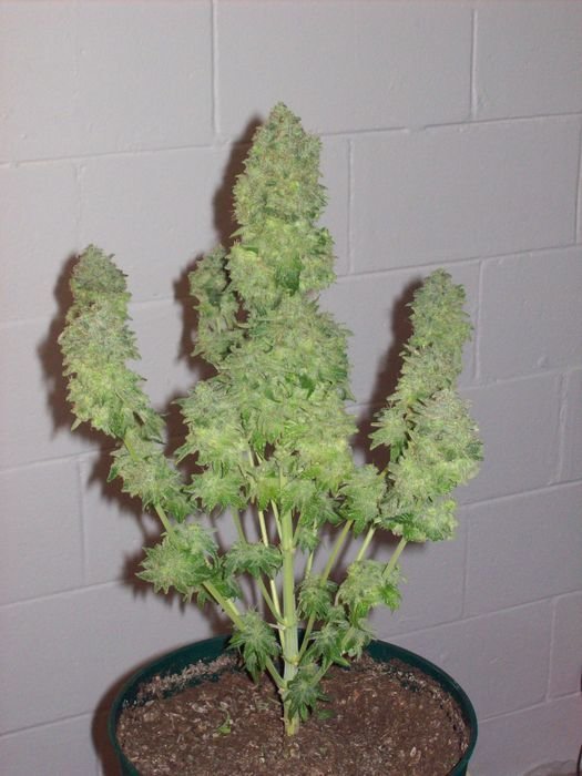 Green House Seeds - White Rhino (fem.)