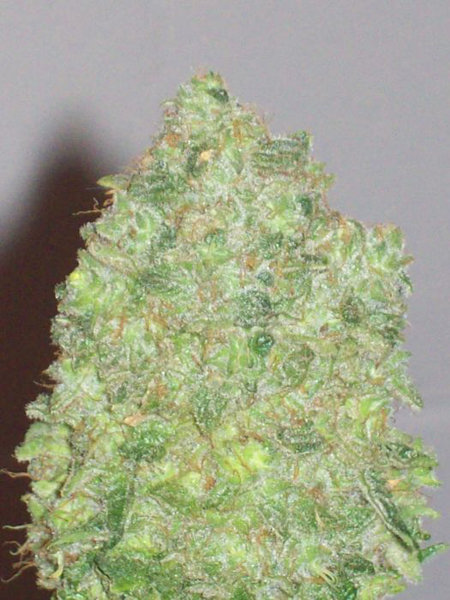 Green House Seeds - White Rhino (fem.)