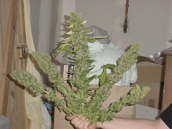 Green House Seeds - White Widow (fem.)