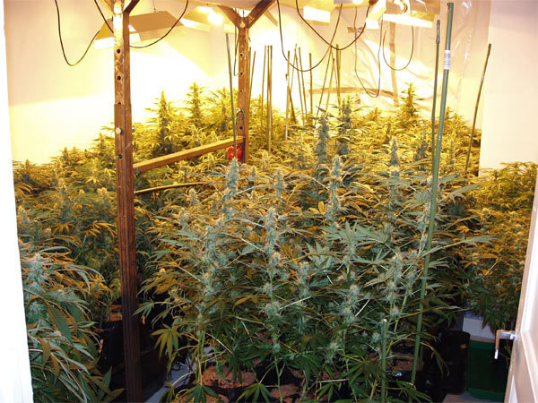 Green House Seeds - White Widow (fem.)