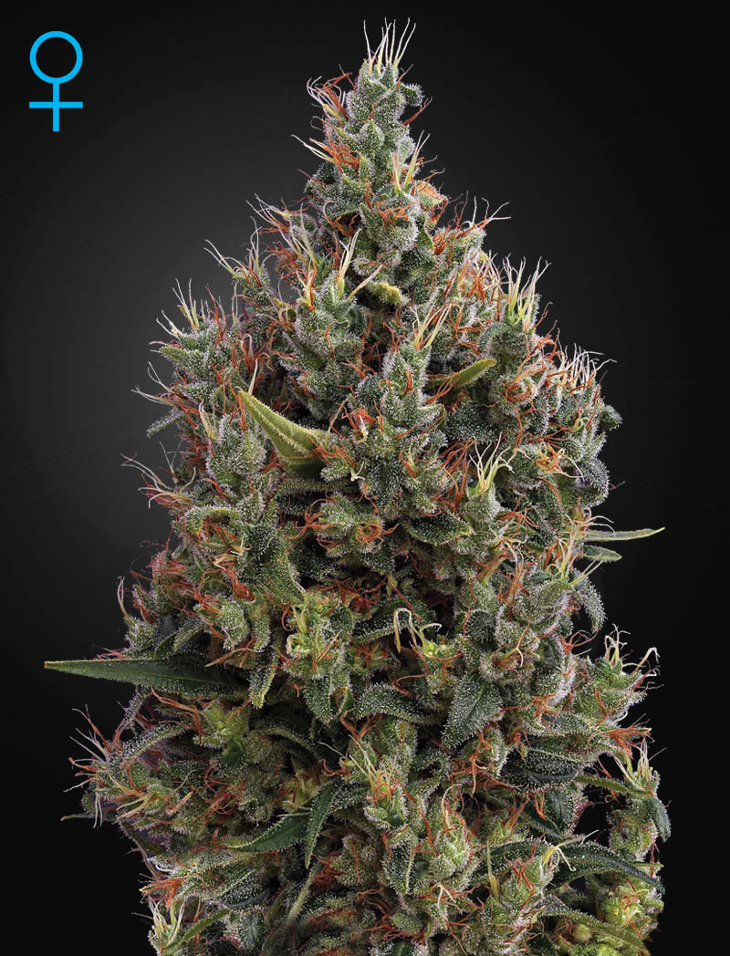 Green House Seeds - Big Bang Autoflowering (auto/fem.)