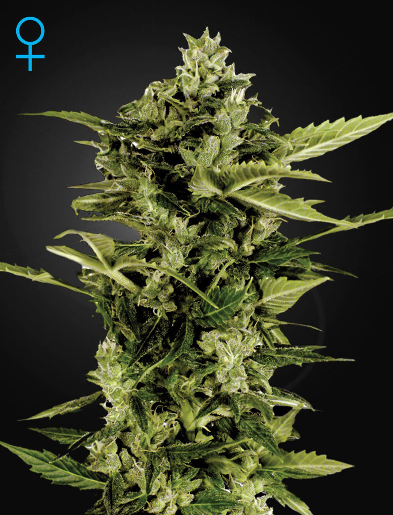 Green House Seeds - Auto-Bomb (auto/fem.)