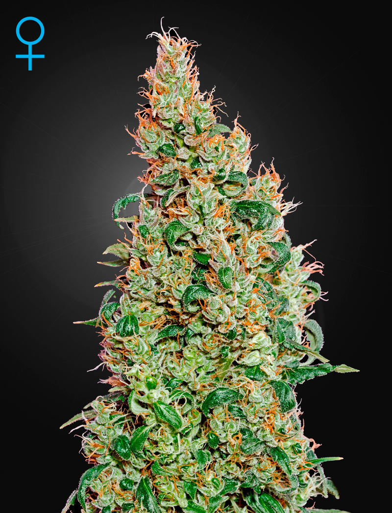 Green House Seeds - Green-O-Matic (auto/fem.)