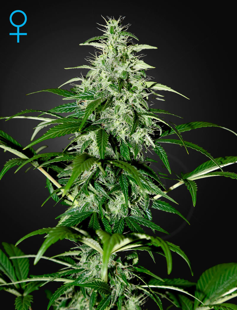 Green House Seeds - Kalashnikova Auto (auto/fem.)