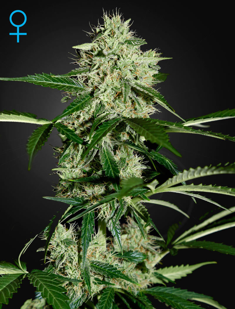 Green House Seeds - Northern Lights  Auto (auto/fem.)