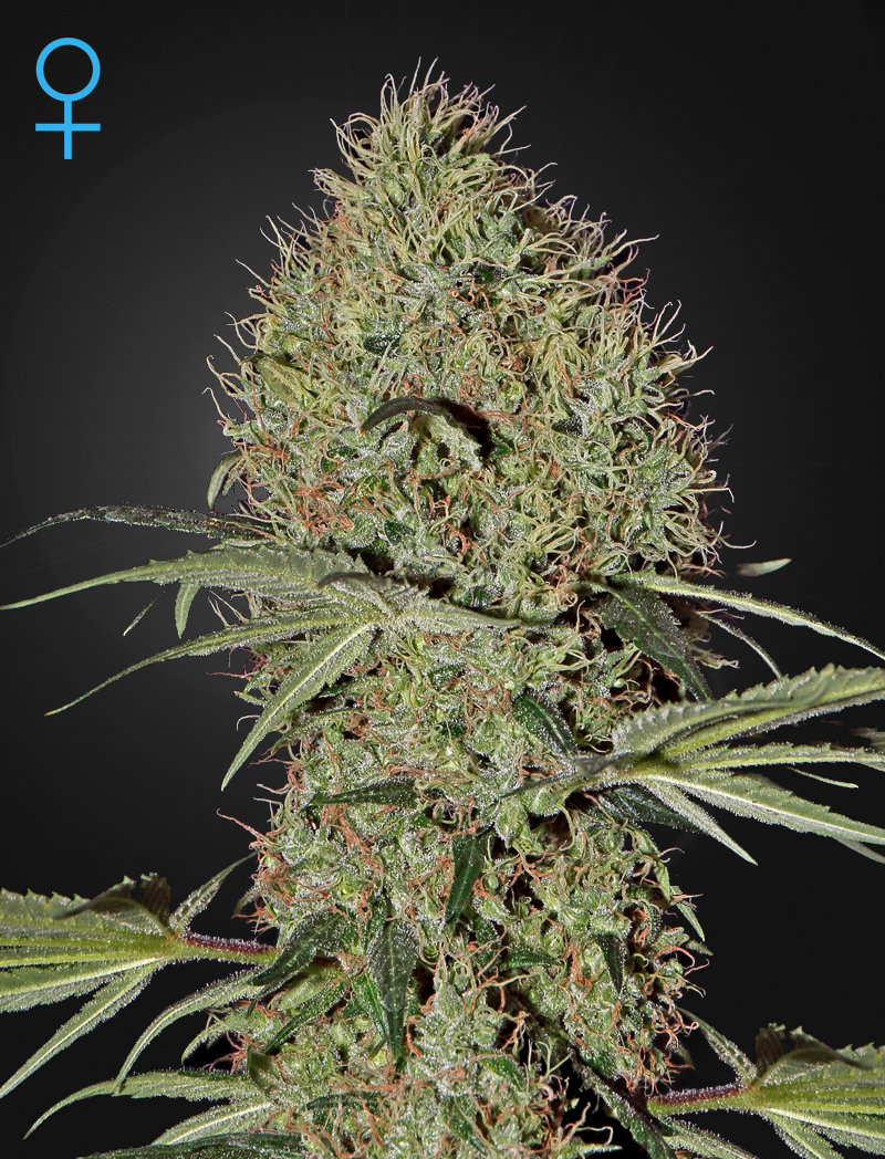 Green House Seeds - Super Bud Auto (auto/fem.)