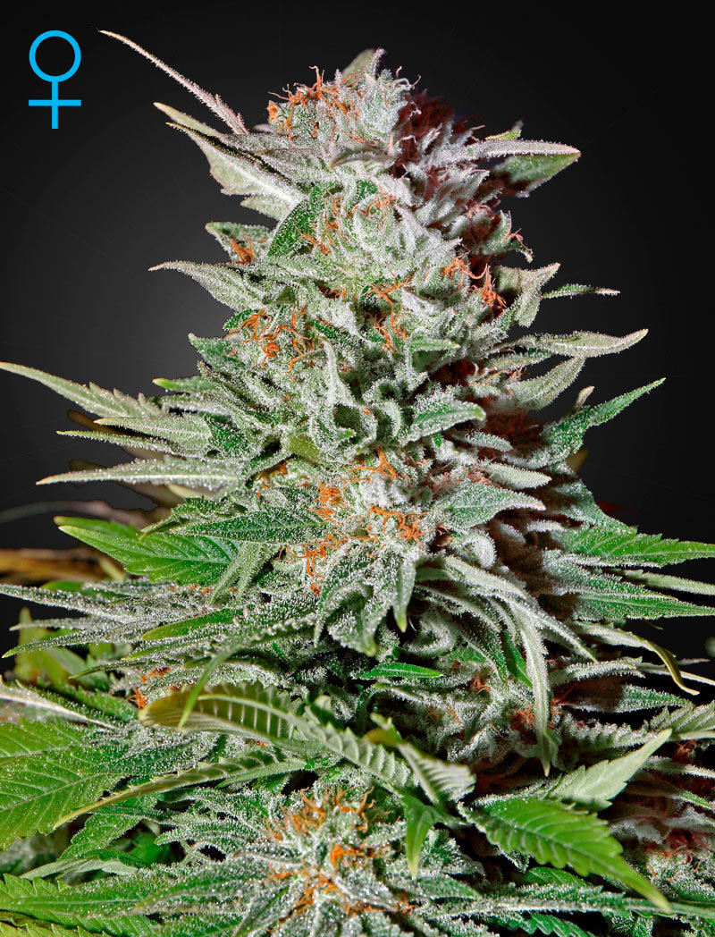 Green House Seeds - Super Lemon Haze Auto (auto/fem.)