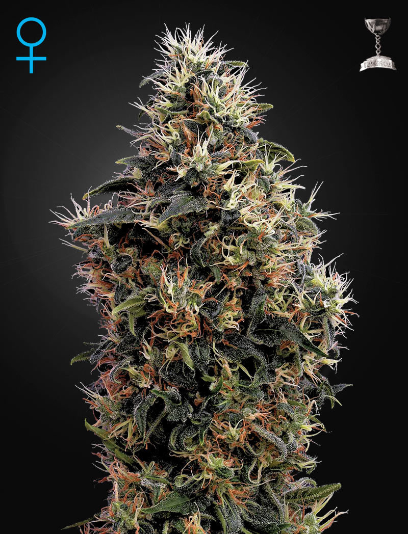 Green House Seeds - Sweet Mango Auto (auto/fem.)