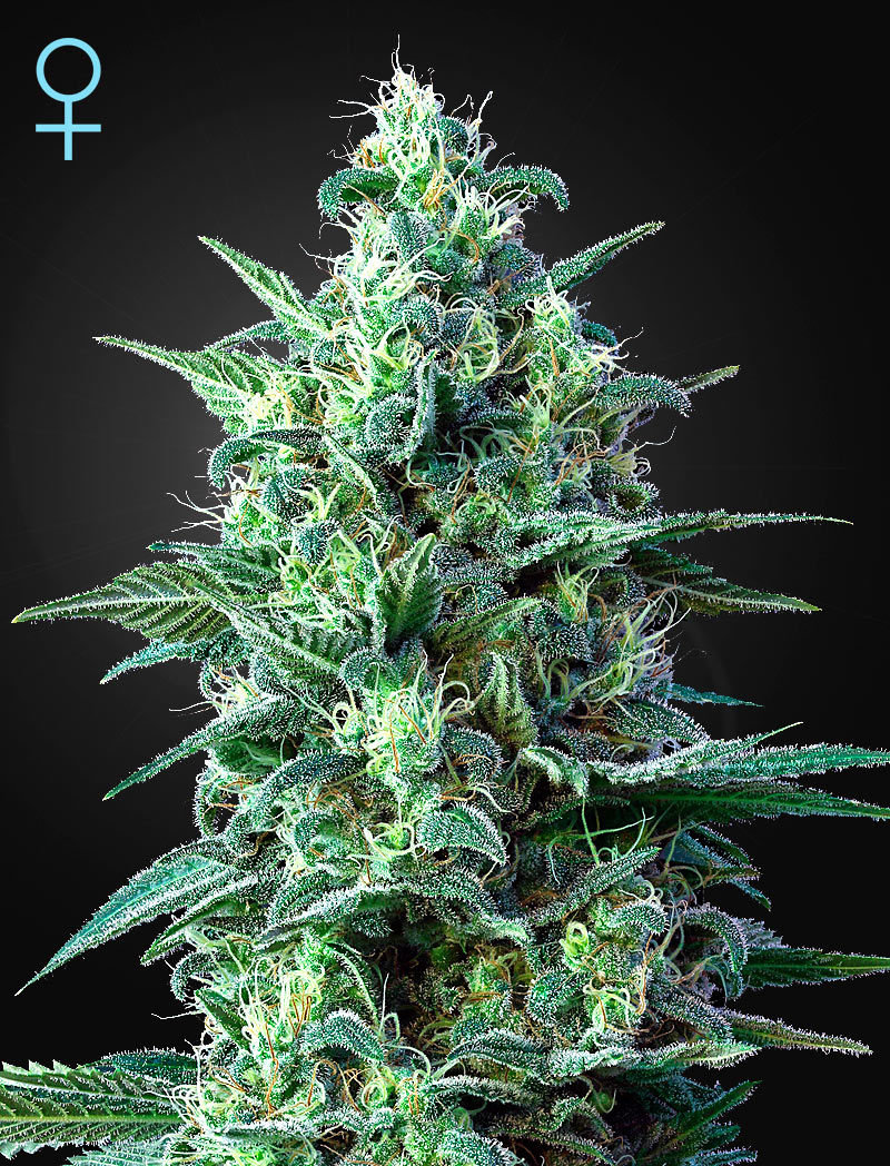 Green House Seeds - White Widow Auto CBD (auto/fem.)