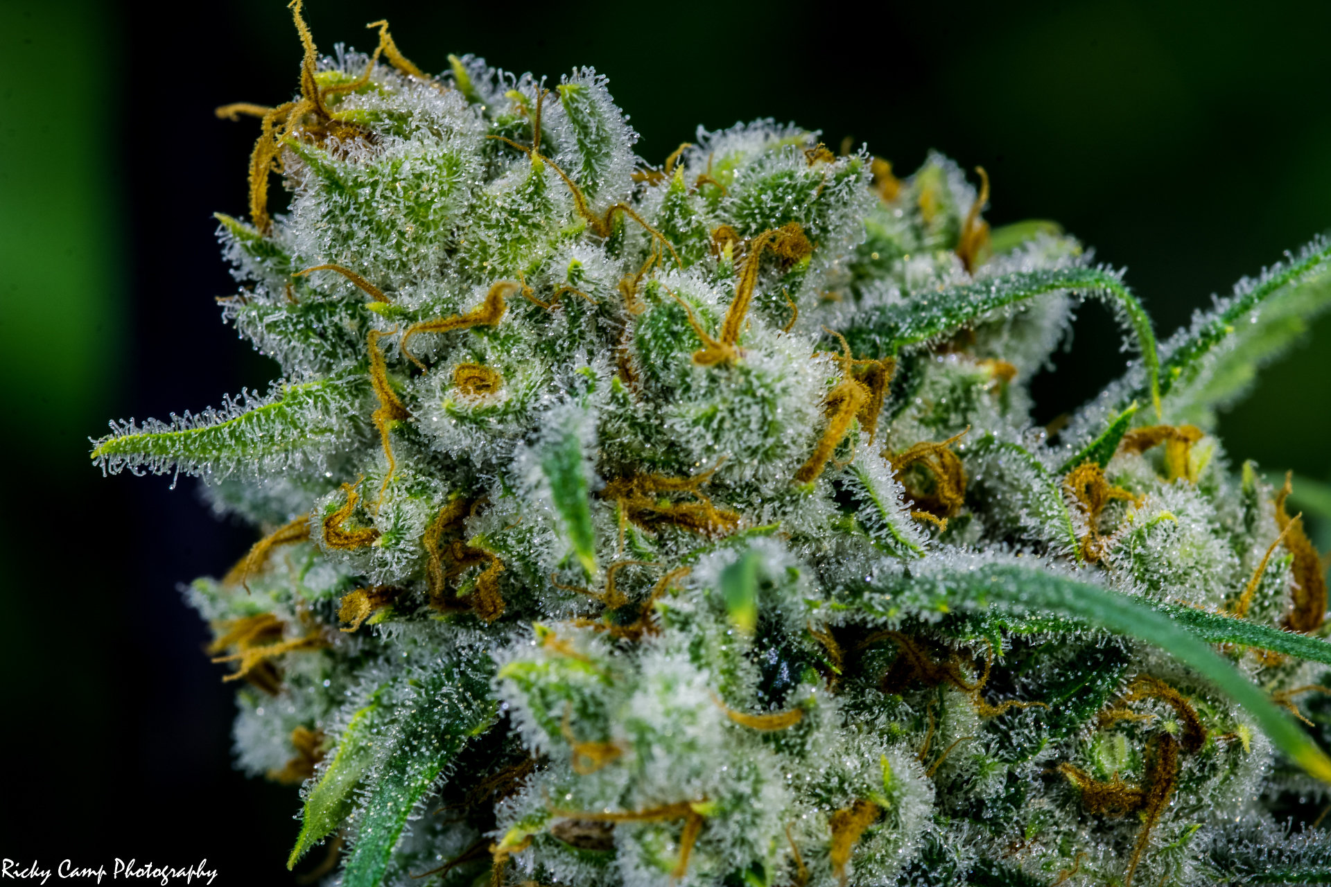 Brothers Grimm Seeds - Apollo (fem.) 🇺🇸