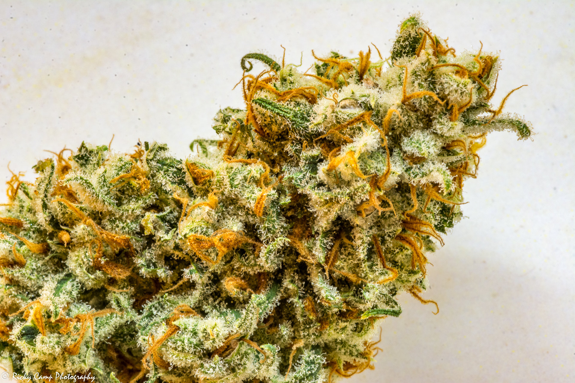 Brothers Grimm Seeds - Apollo (fem.) 🇺🇸
