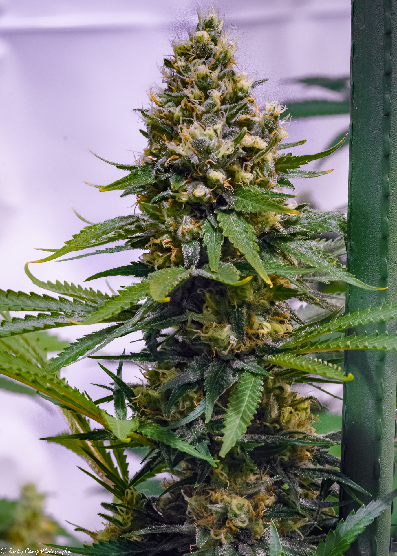 Brothers Grimm Seeds - Apollo 13 (reg.) 🇺🇸