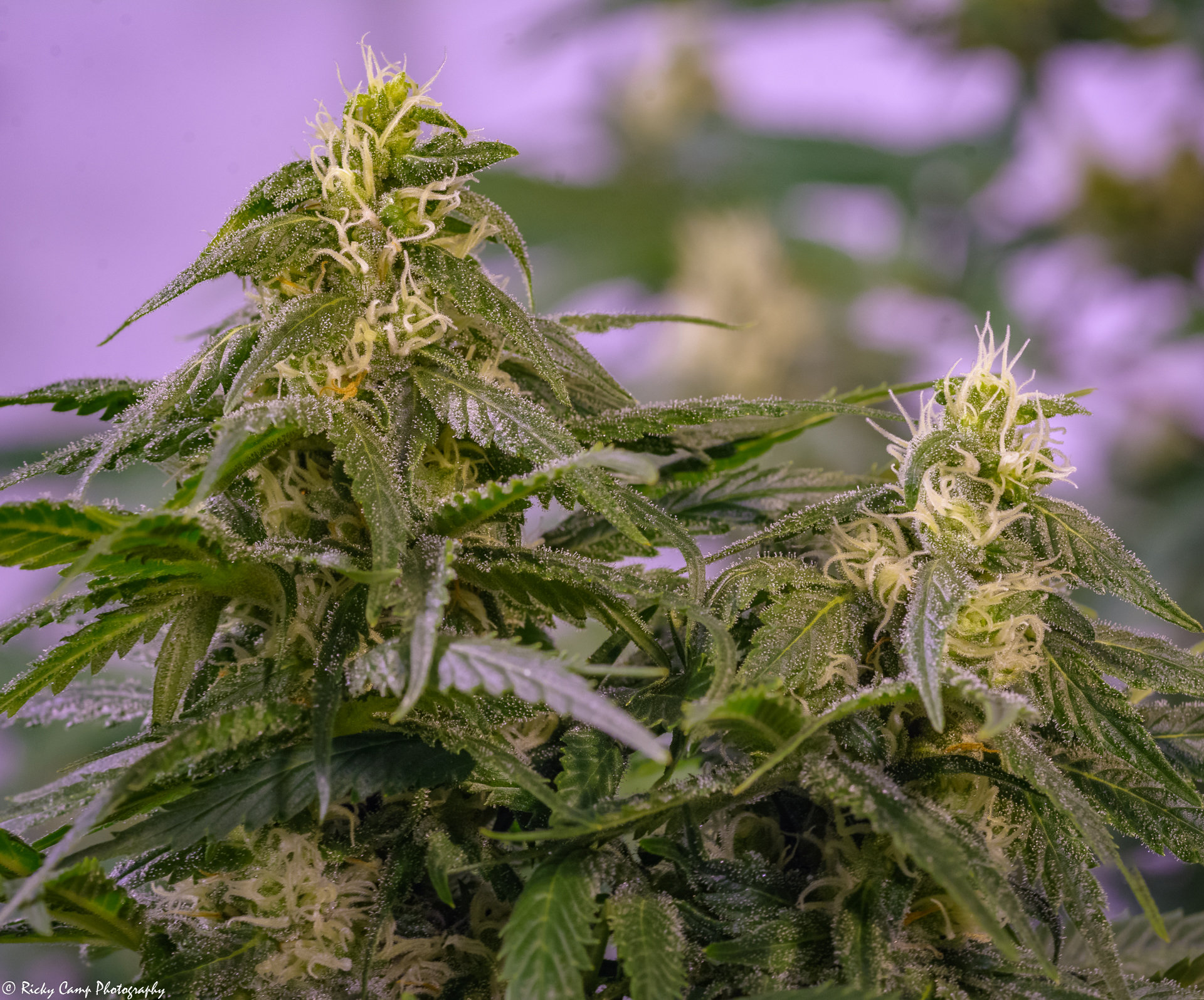 Brothers Grimm Seeds - Apollo 13 (reg.) 🇺🇸