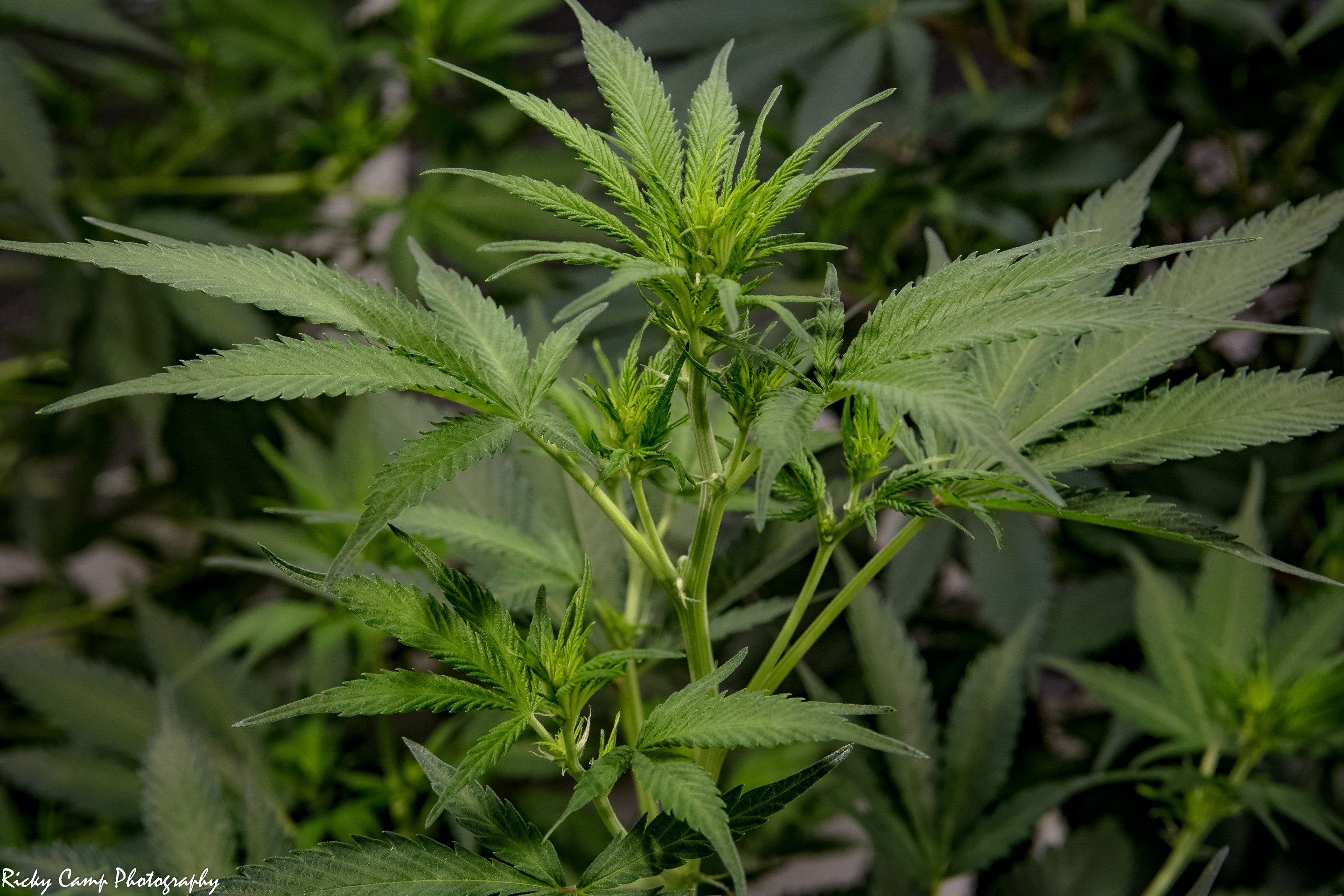Brothers Grimm Seeds - Apollo 13 (reg.) 🇺🇸