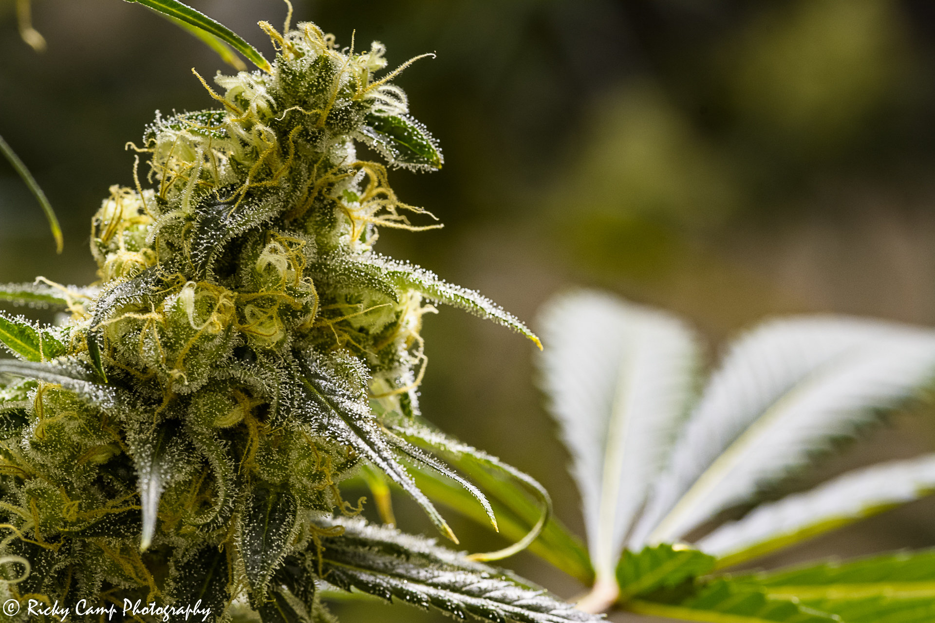 Brothers Grimm Seeds - Apollo 13 (reg.) 🇺🇸
