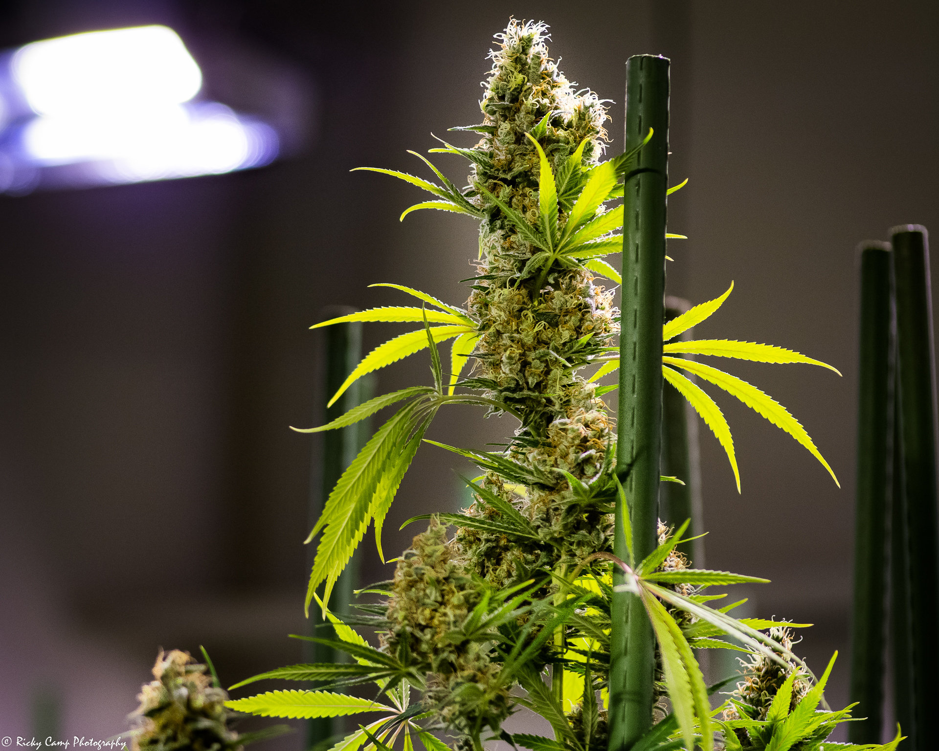 Brothers Grimm Seeds - Apollo Haze (reg.) 🇺🇸