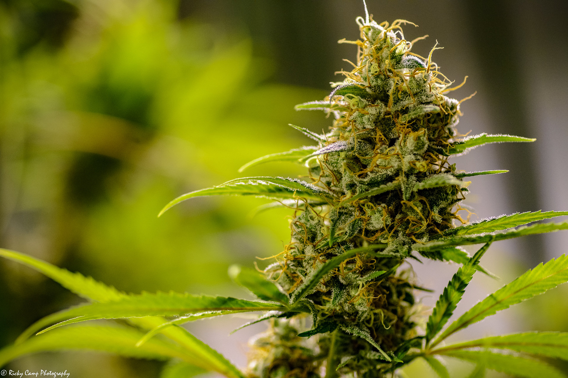 Brothers Grimm Seeds - Apollo Haze (reg.) 🇺🇸