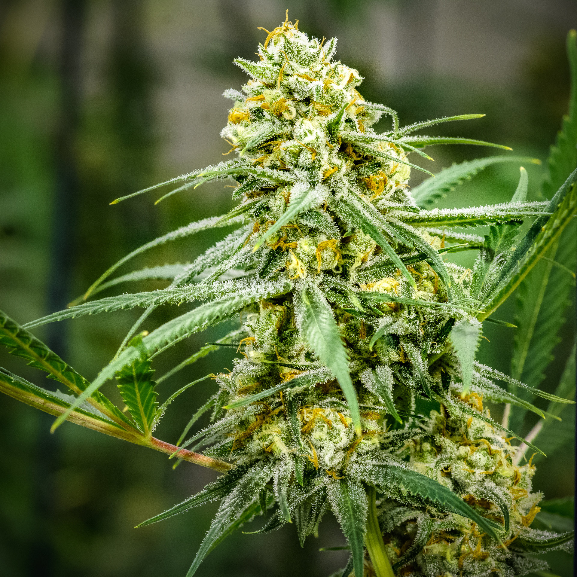 Brothers Grimm Seeds - Cinderella 99 (fem.) 🇺🇸