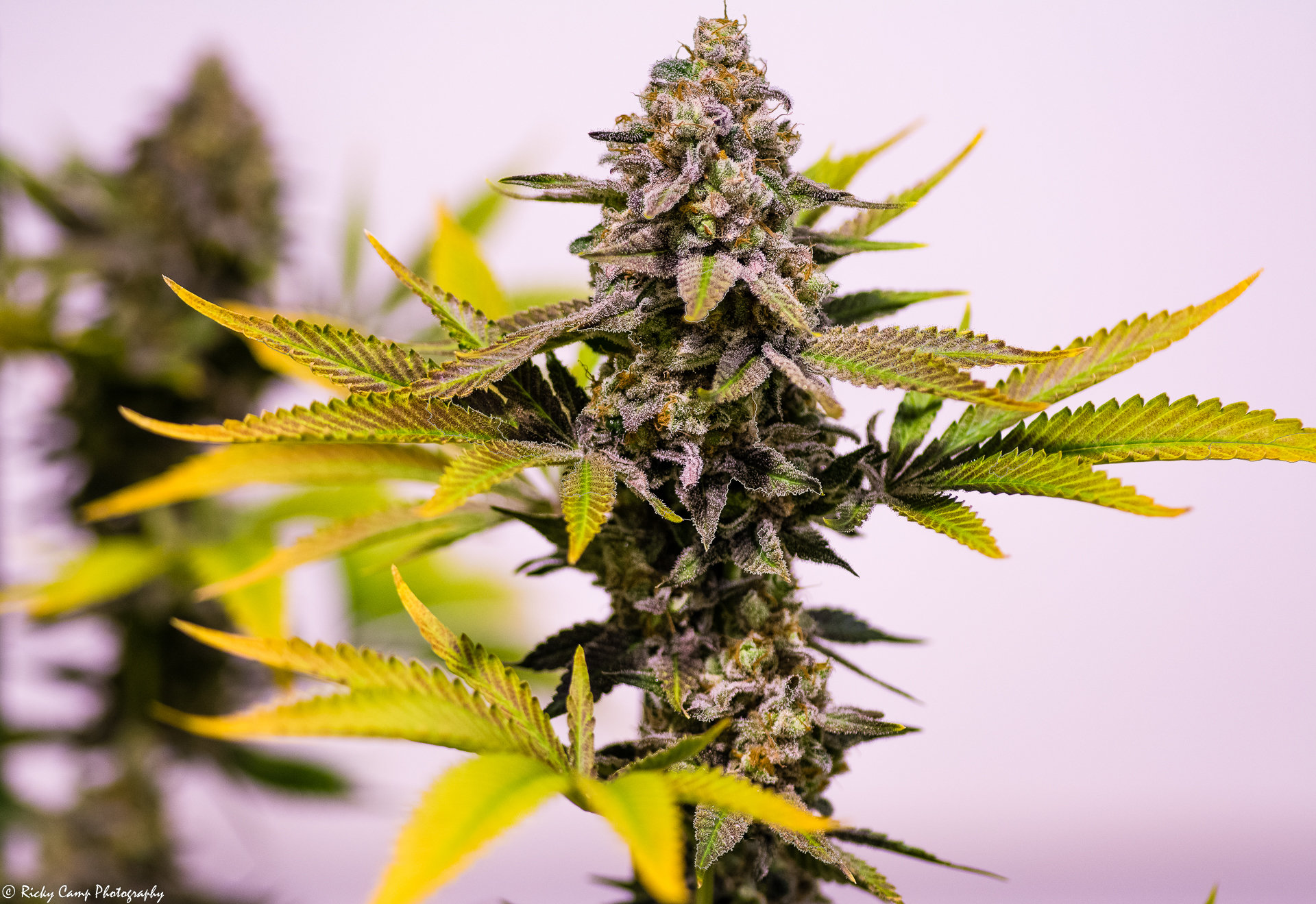 Brothers Grimm Seeds - Cinderella 99 (reg.) 🇺🇸
