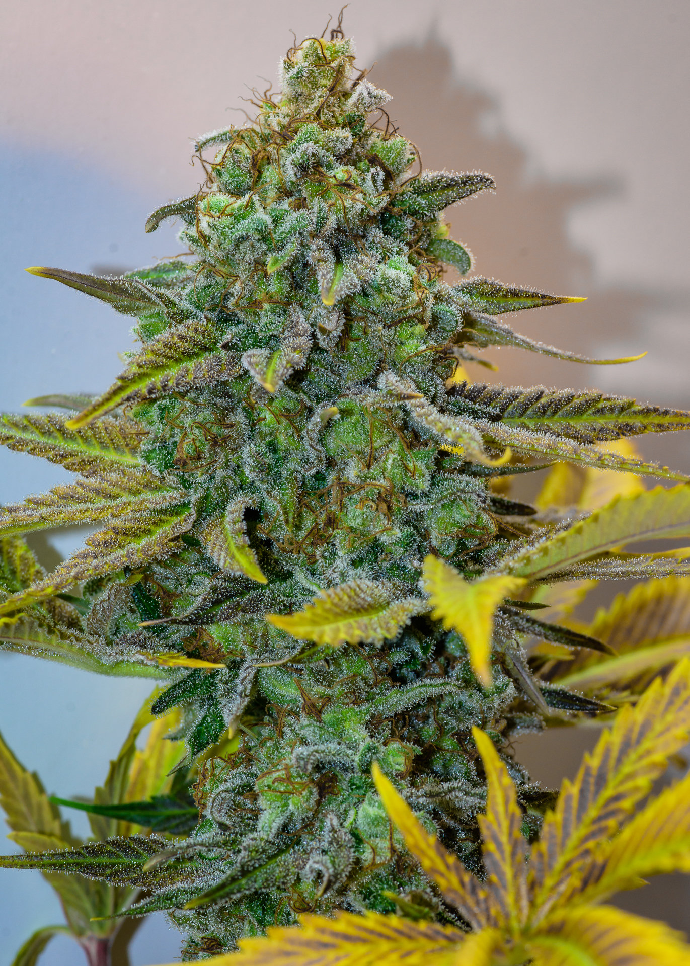 Brothers Grimm Seeds - Cinderella 99 XX (fem.)