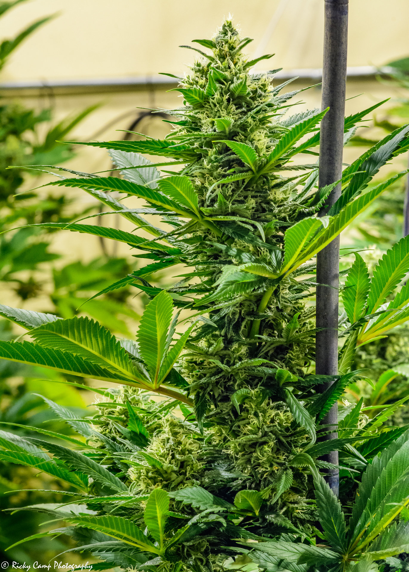Brothers Grimm Seeds - Durban Thai x C99 (fem.) 🇺🇸