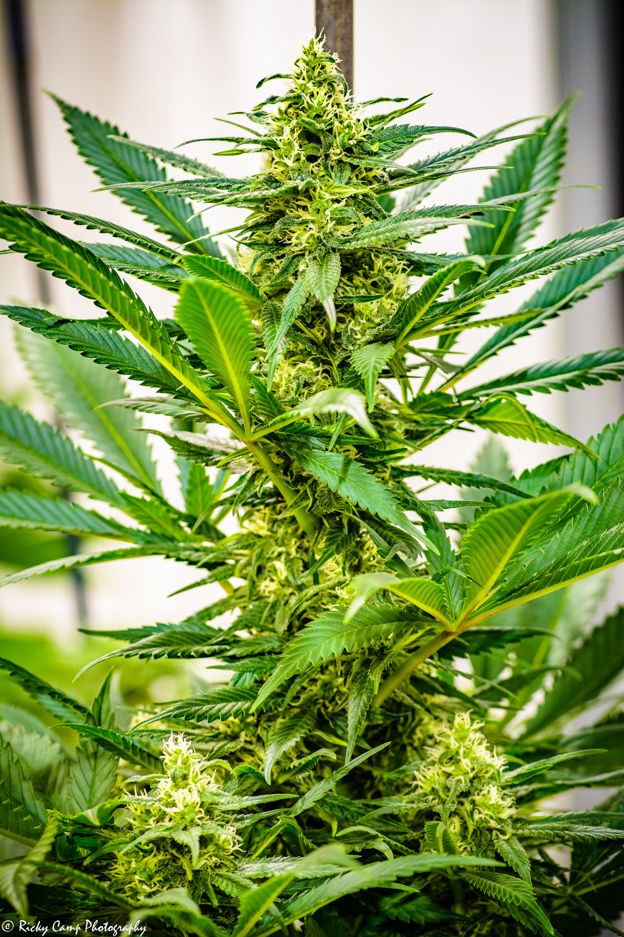Brothers Grimm Seeds - Durban Thai x C99 (fem.) 🇺🇸