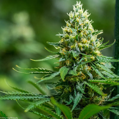 Brothers Grimm Seeds - Green Avenger (reg.) 05301