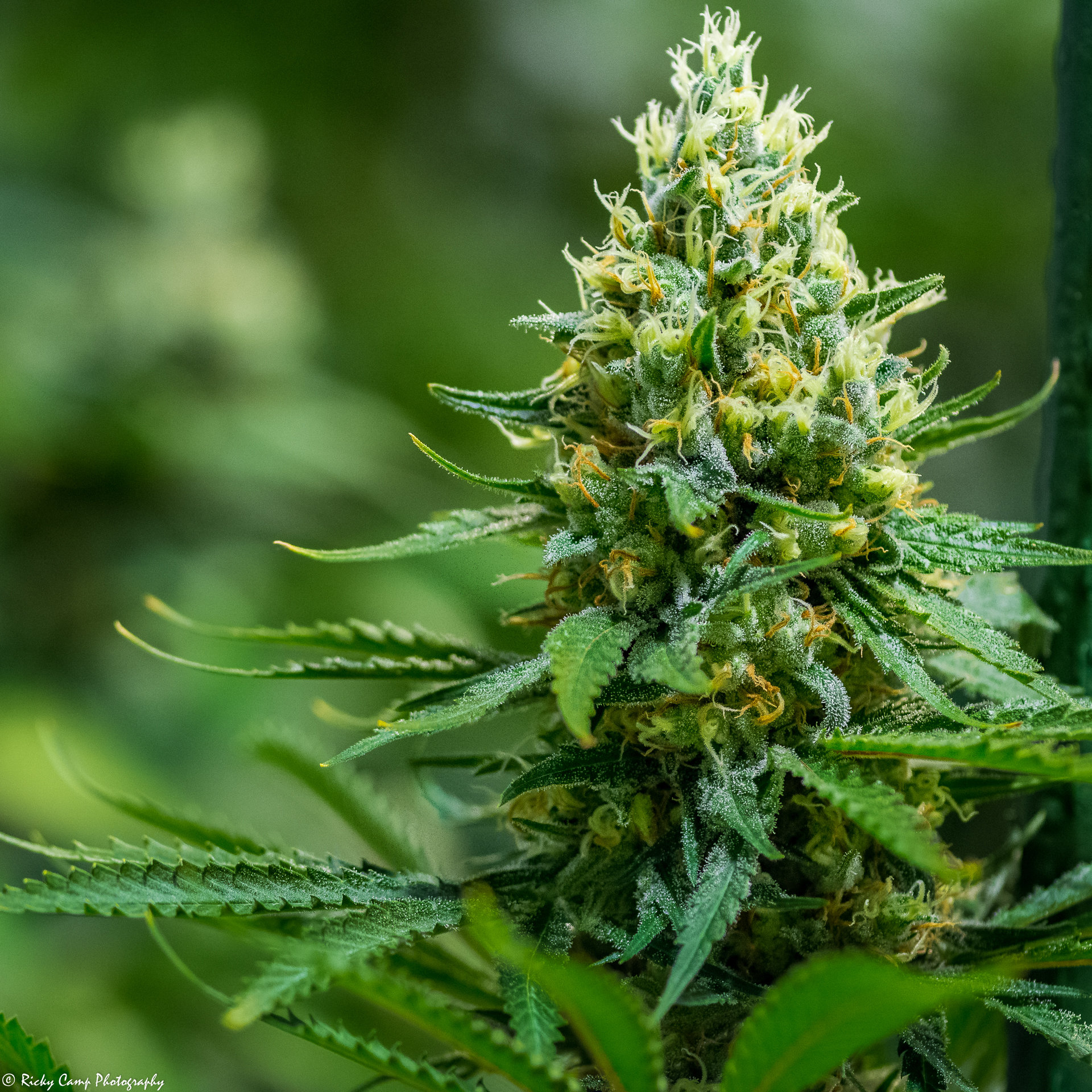 Brothers Grimm Seeds - Green Avenger (reg.)