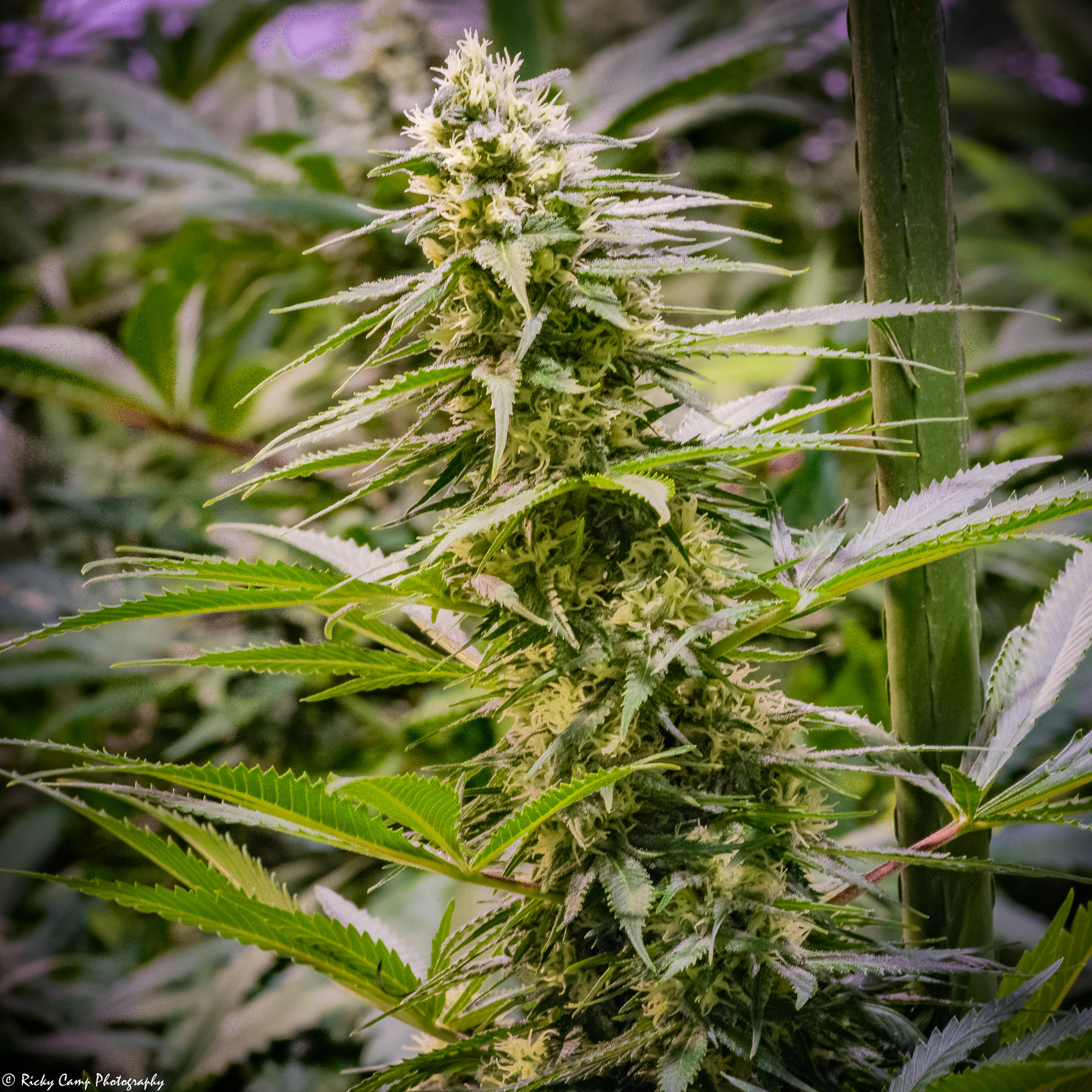 Brothers Grimm Seeds - Green Avenger (reg.)
