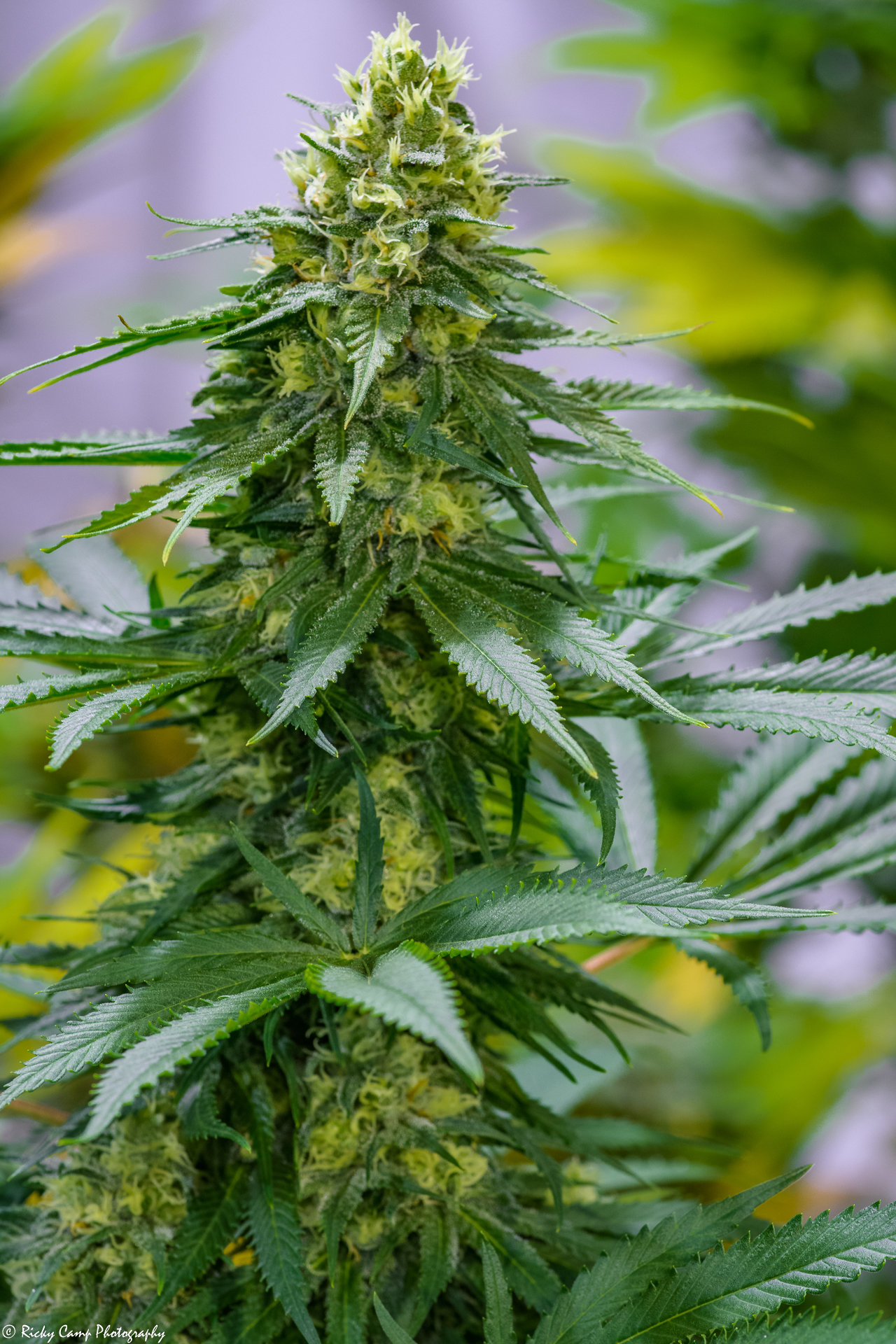 Brothers Grimm Seeds - Green Avenger (reg.)